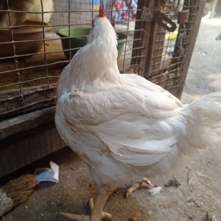 Live Chicken