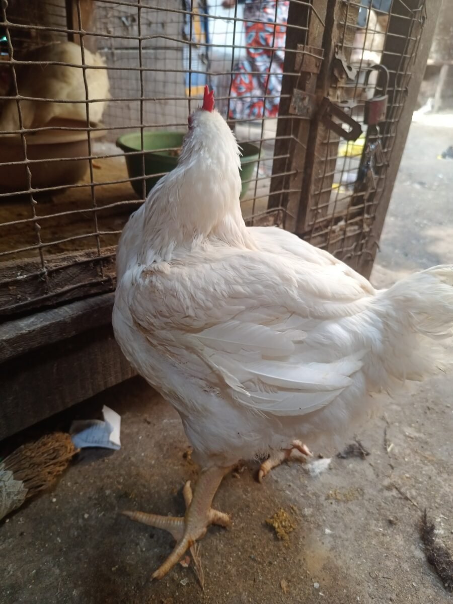 Live Chicken
