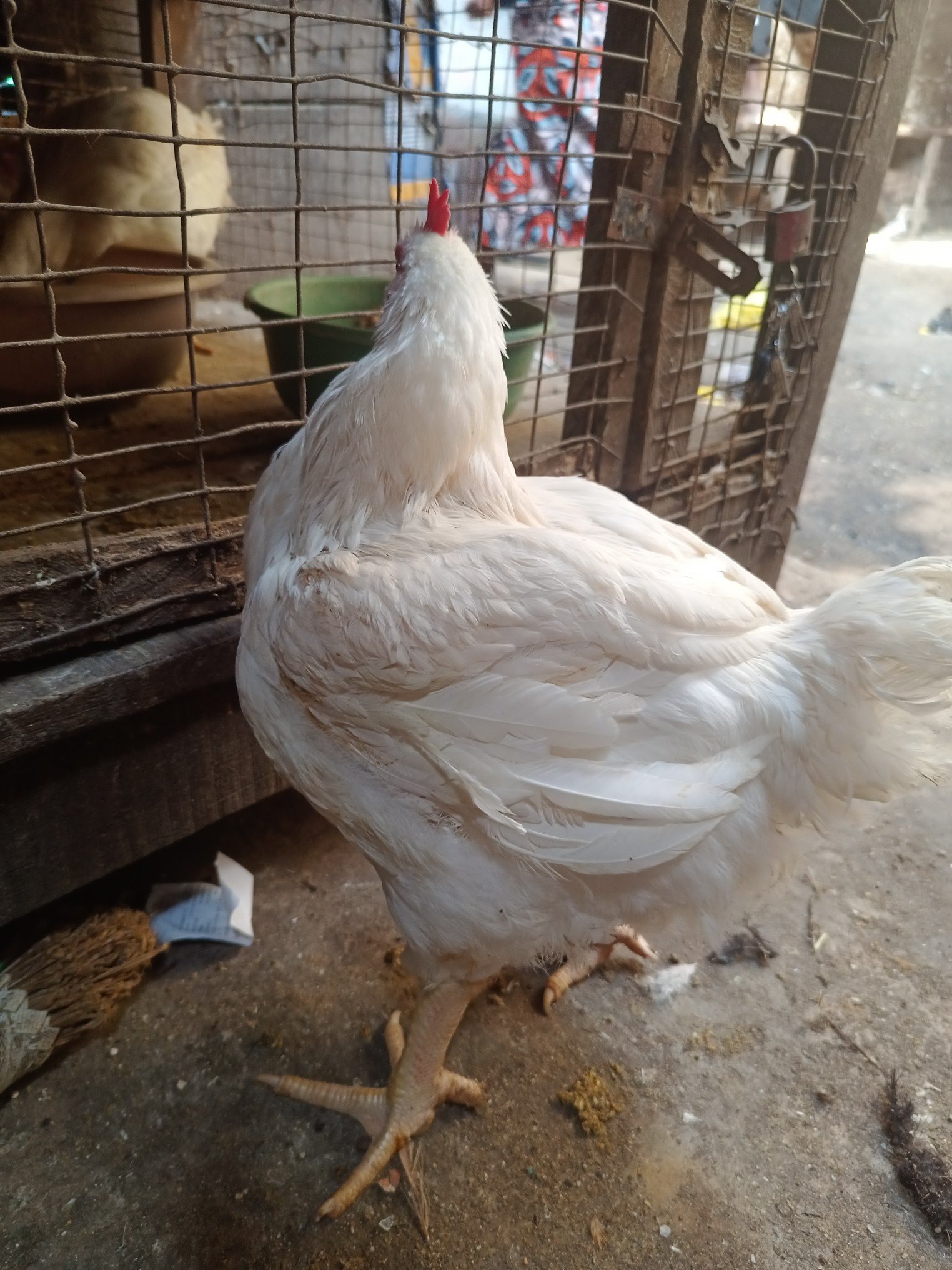 Live Chicken
